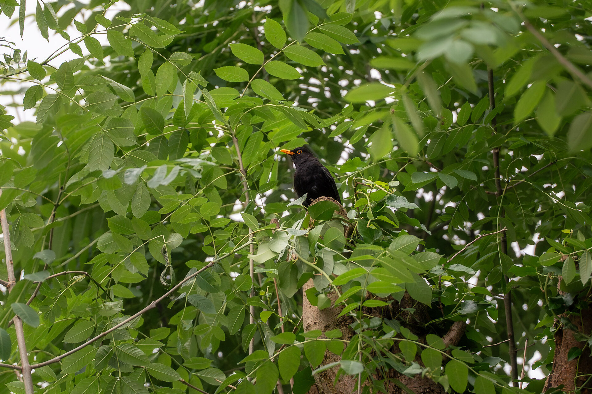 _DSC6735 Kopie.jpg