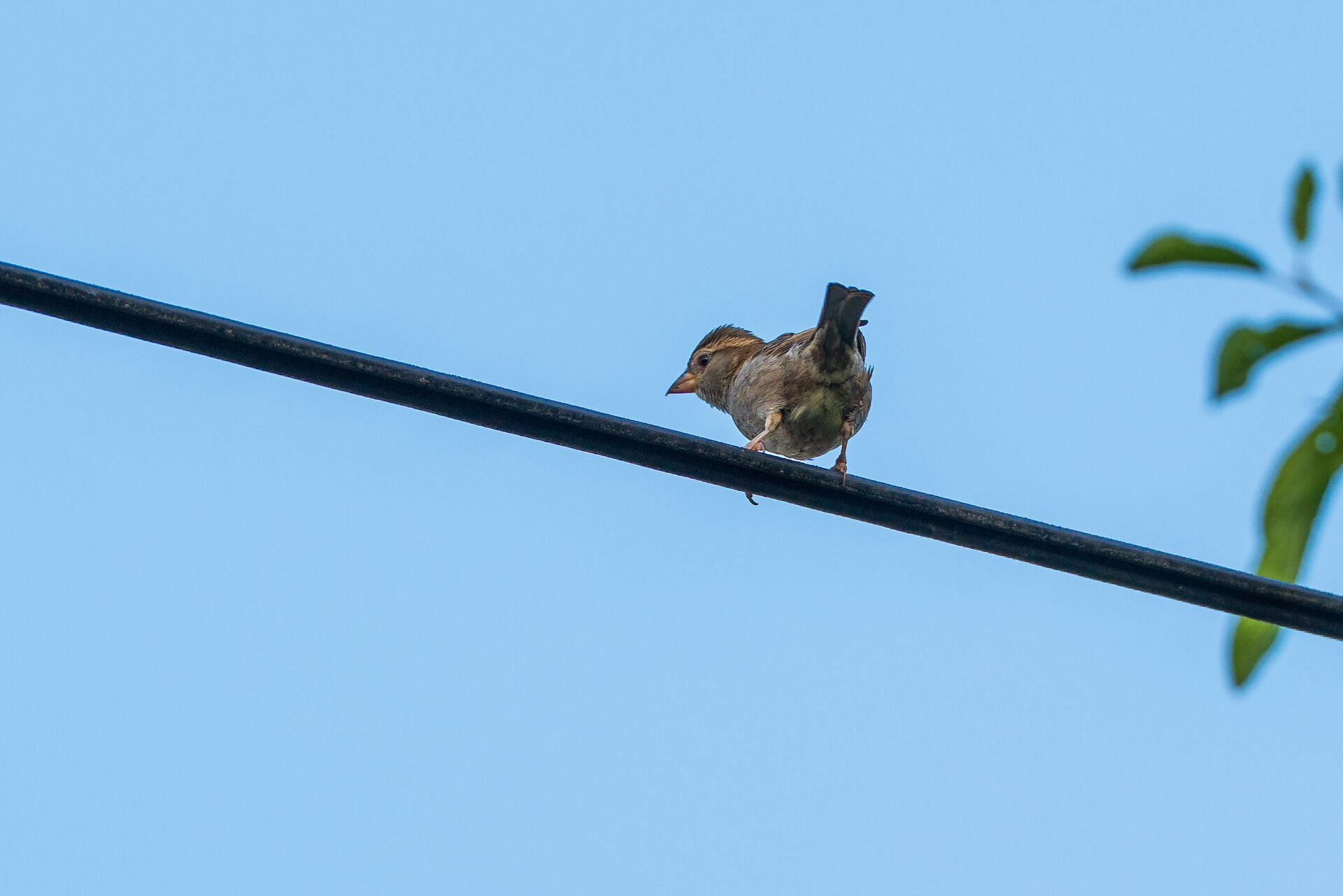 _DSC6951.jpeg