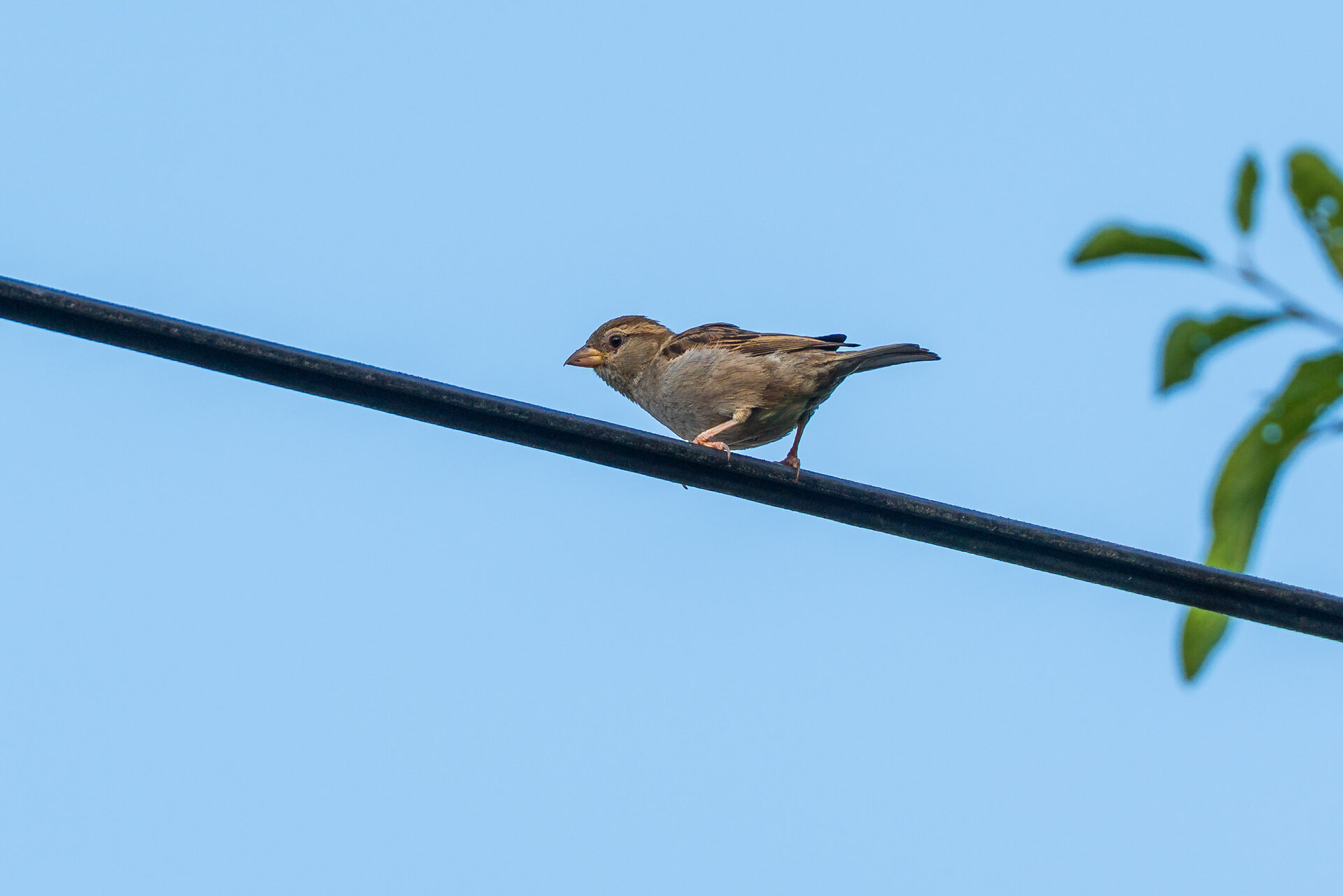 _DSC6952.jpeg