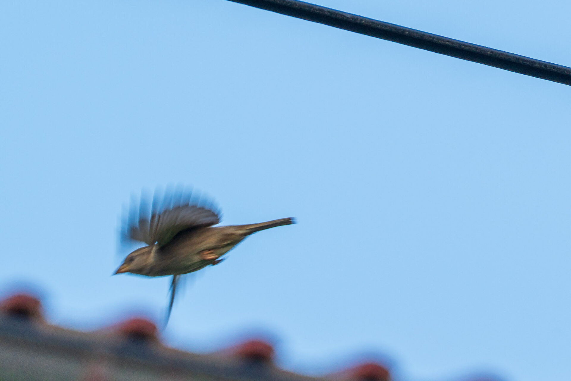 _DSC6953.jpeg