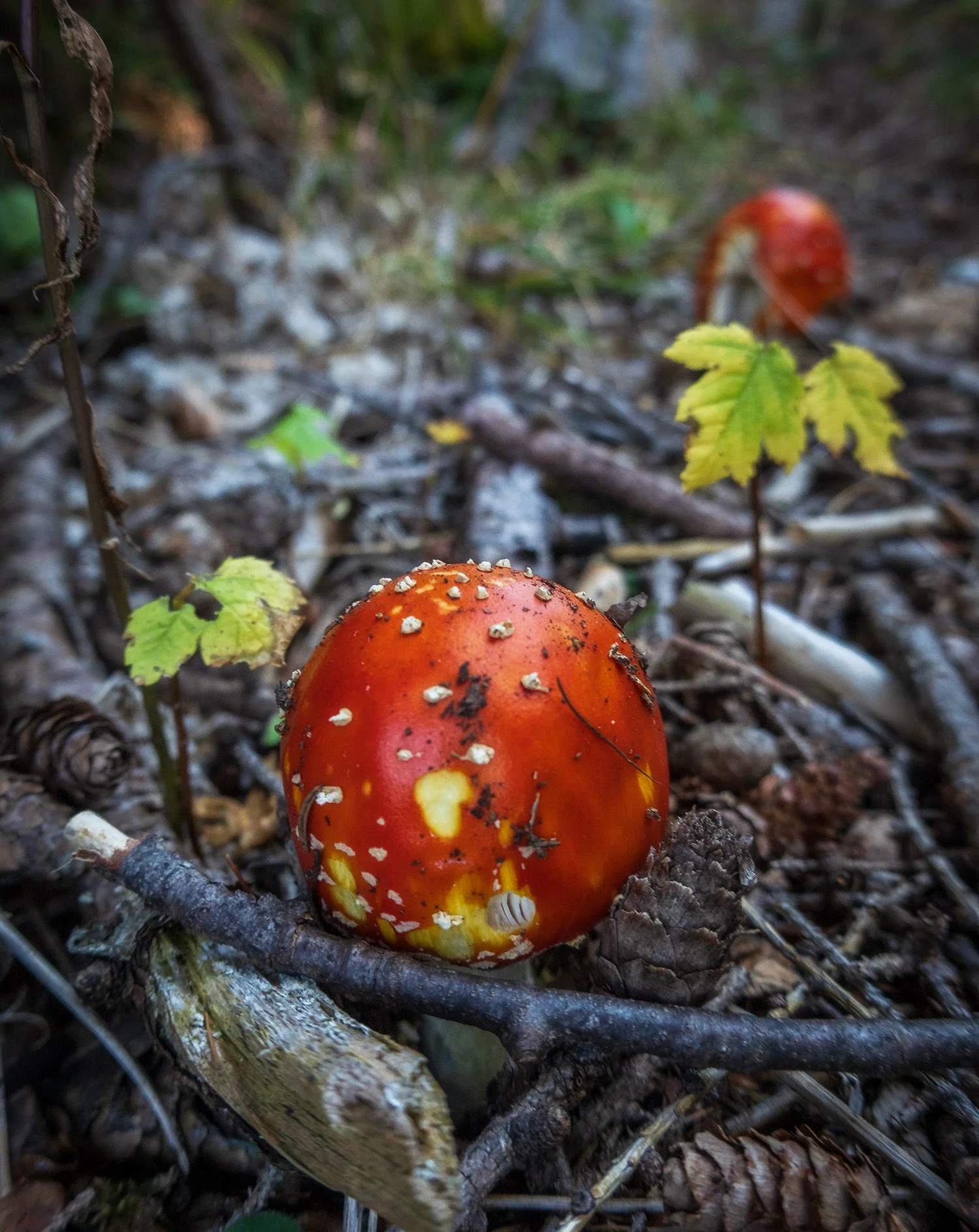 _DSC6969.webp