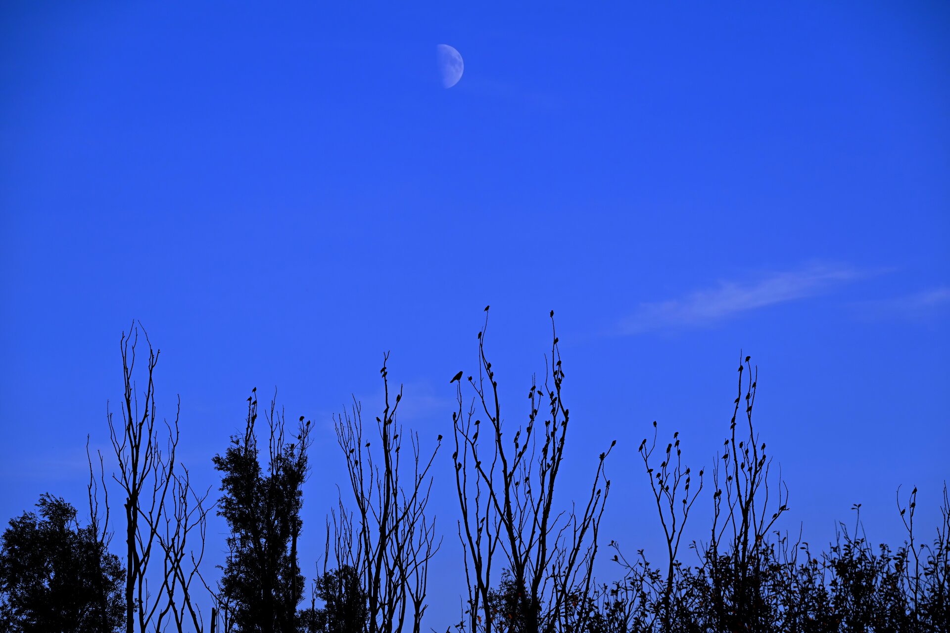 abenddämmerung im ried.jpg