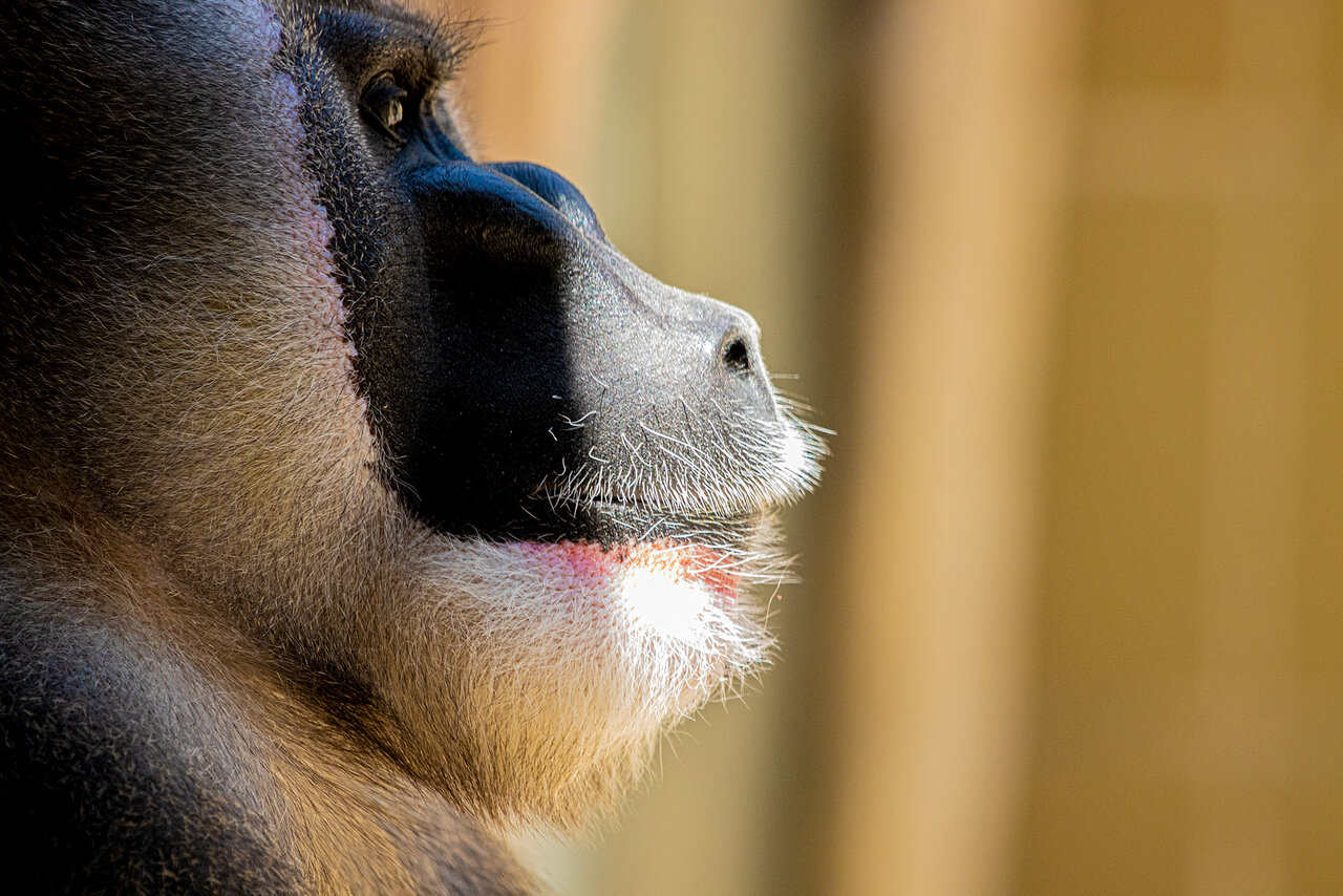 affe6.jpg