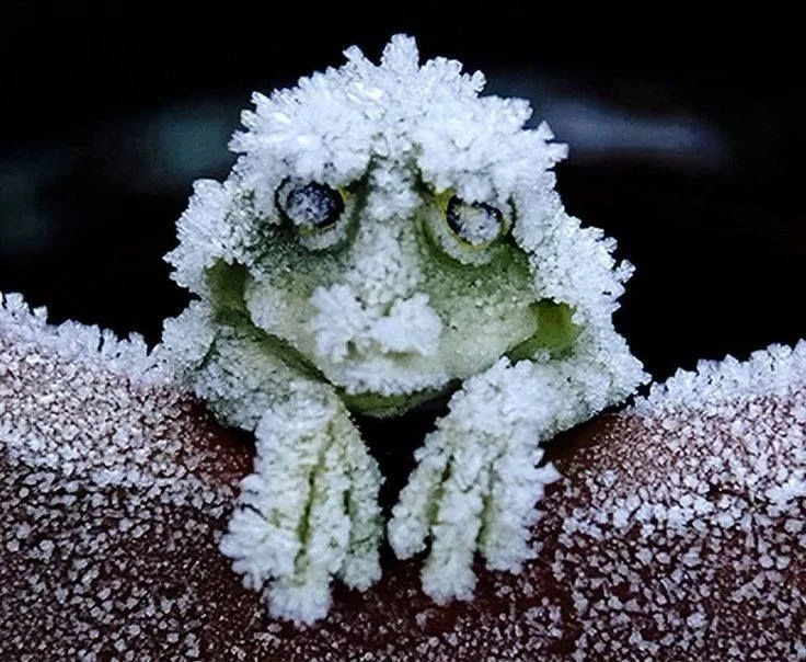 alaska_waldfrosch_winterschlaf.jpg