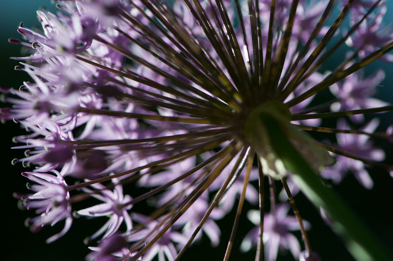 Allium komp.jpg