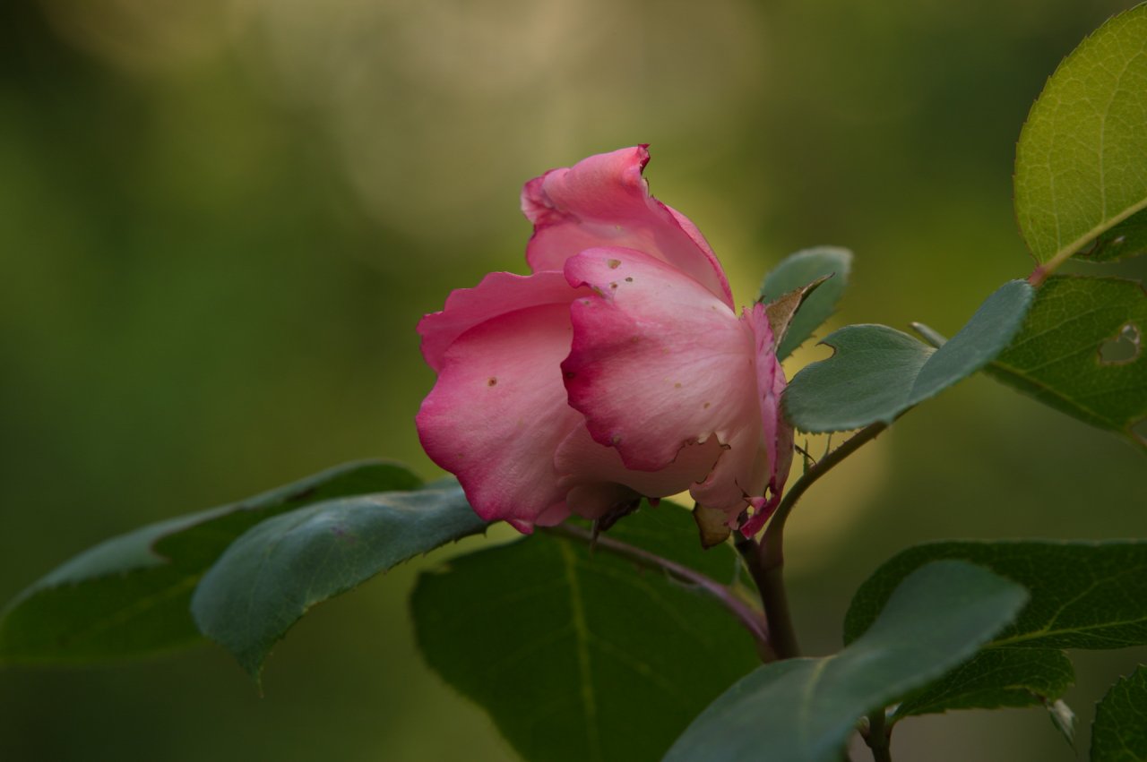 angenagte Rose.jpg