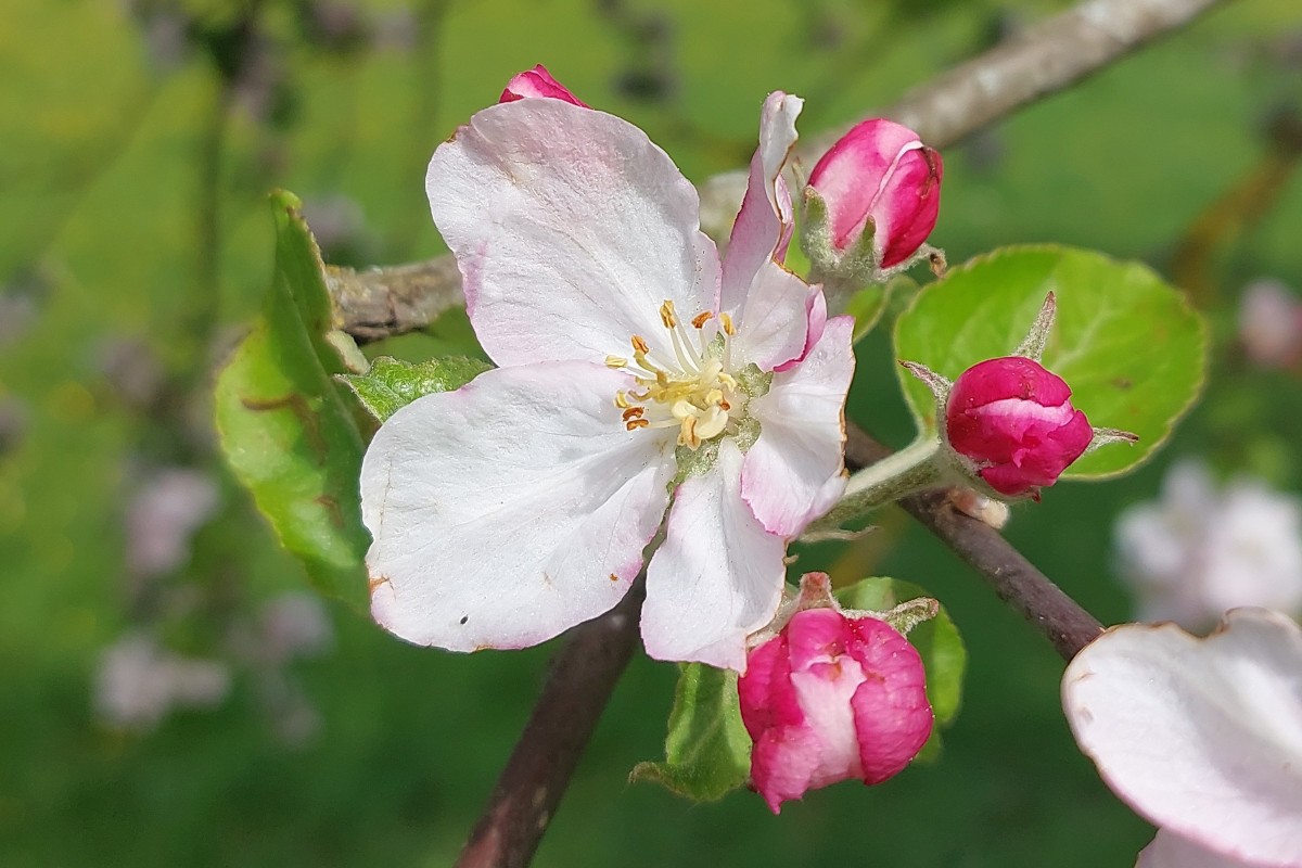 Apfelblüte_MB_skaliert.jpg
