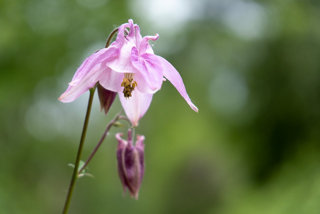 Aquilegia-1400px.jpg