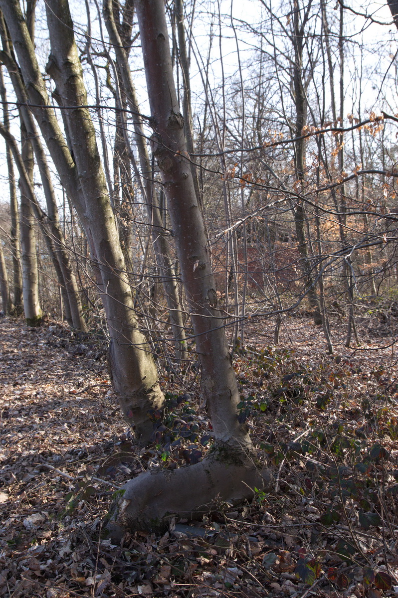 auf grossem Fuss 1.jpg