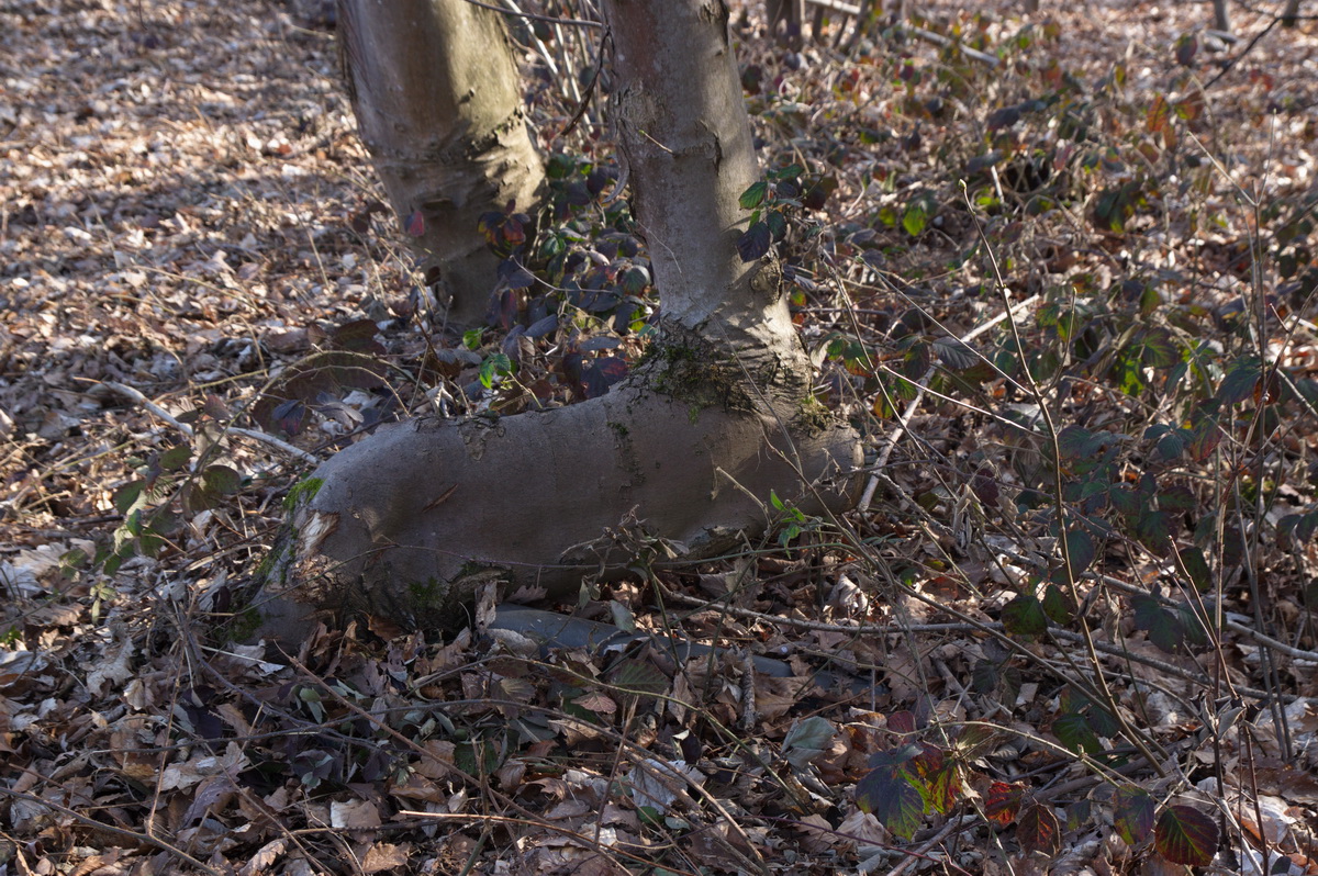 Auf grossem Fuss 2.jpg
