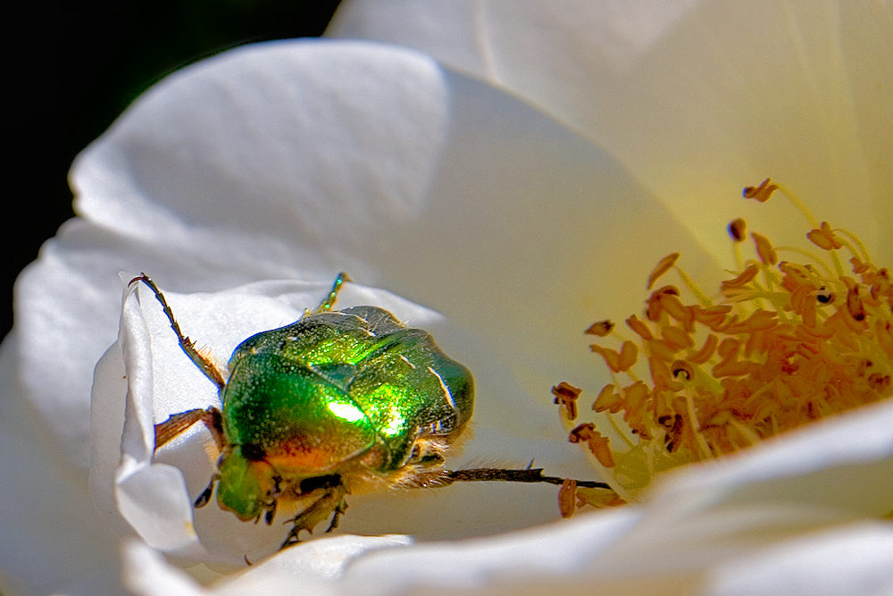 Auf zur nächsten Blüte ...jpg