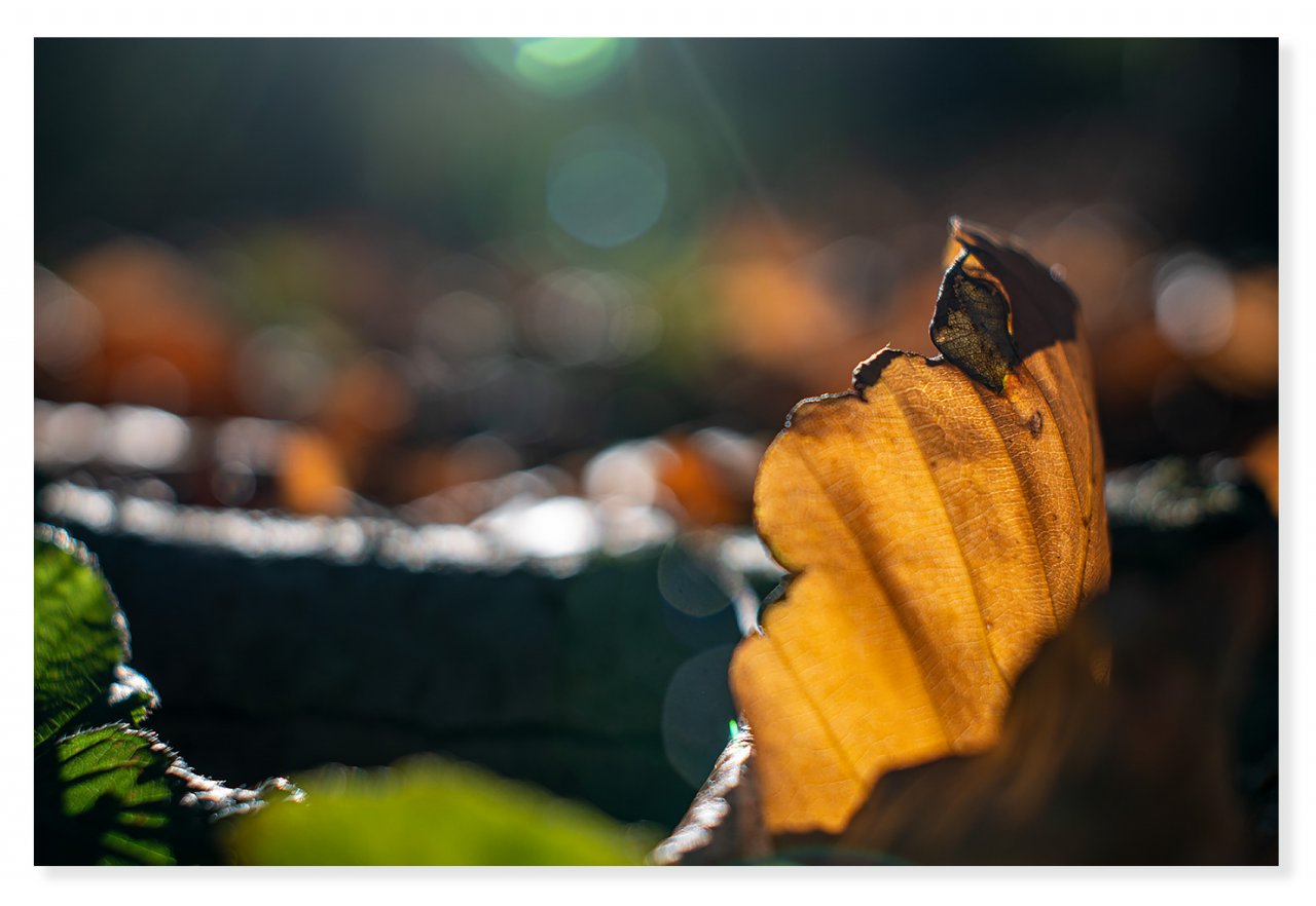 autumn-sun-1400px.jpg