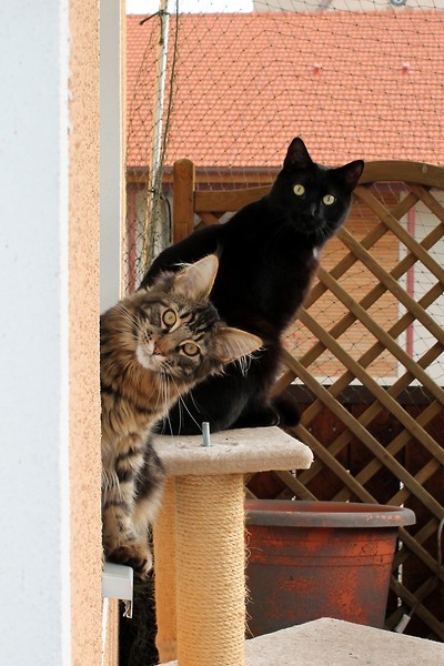Balkonkatzen.jpg