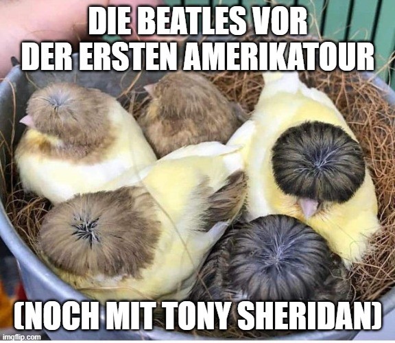 BeatlesMeme.jpg