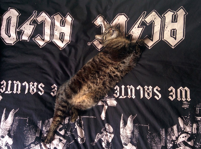 bettkatze.jpg