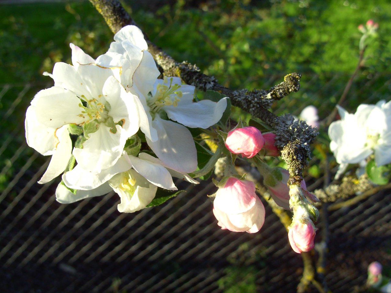 BILD4401.JPG