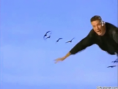 bird.gif