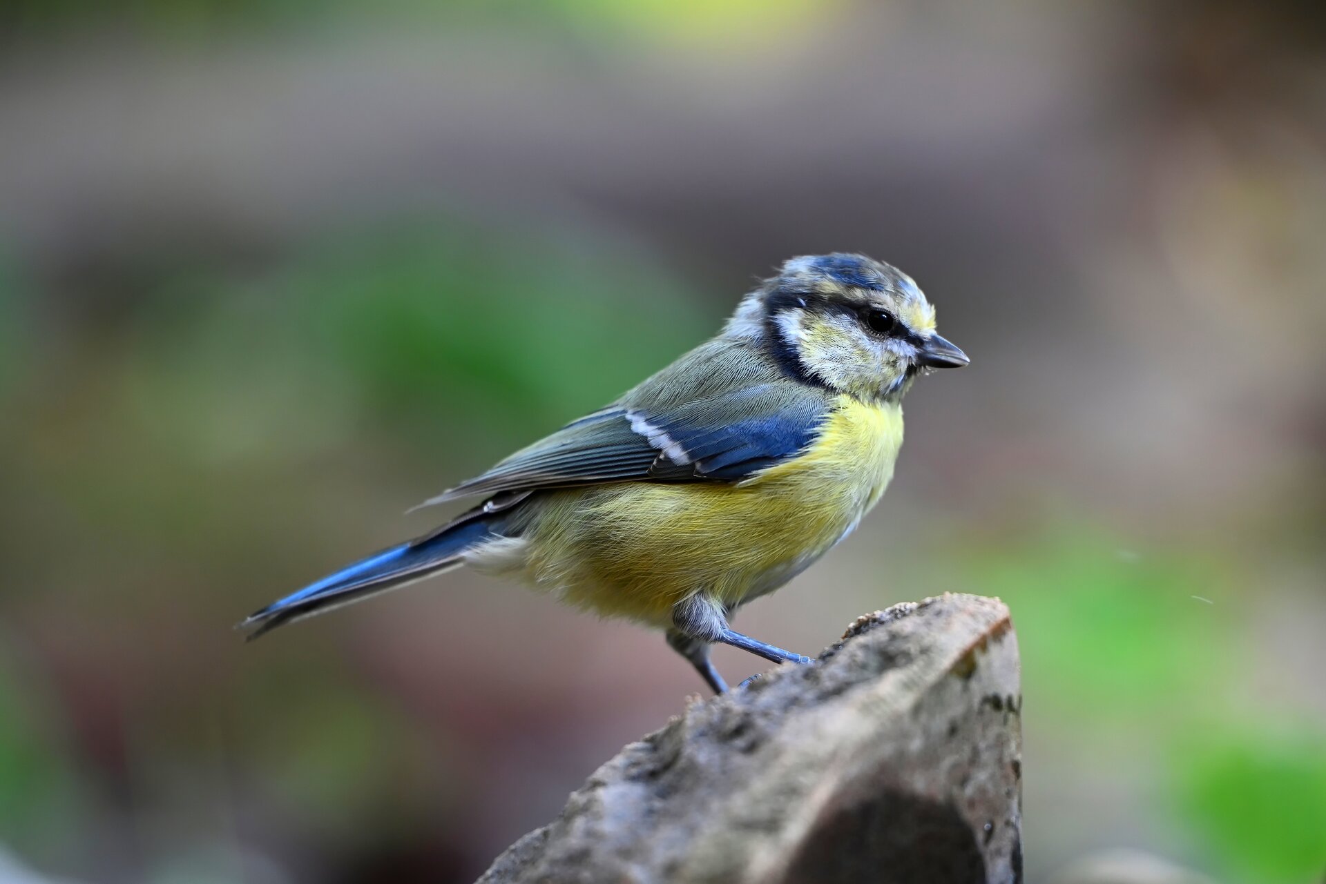 blaumeise.jpg