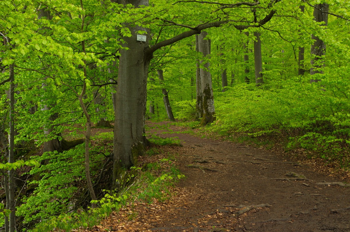Buchen am Rutschenfelsen.jpg