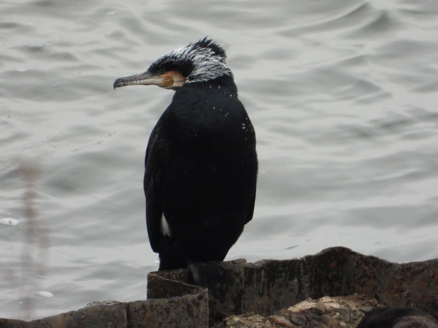 c kormorane - elbbrücke 3.2 07.jpg