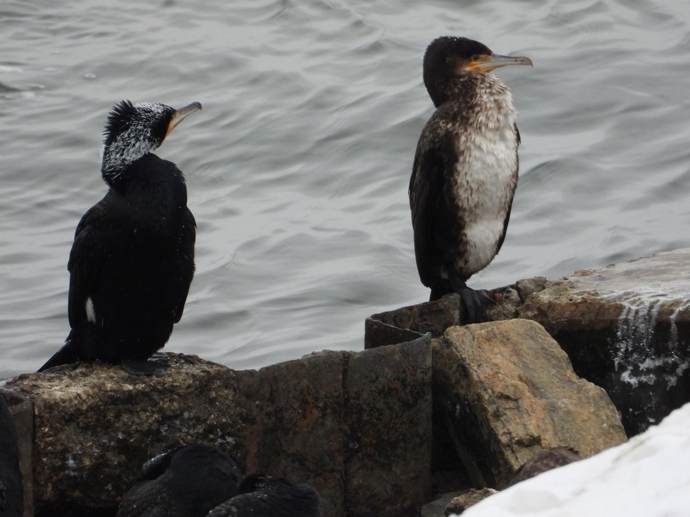 c kormorane - elbbrücke 3.2 09.jpg