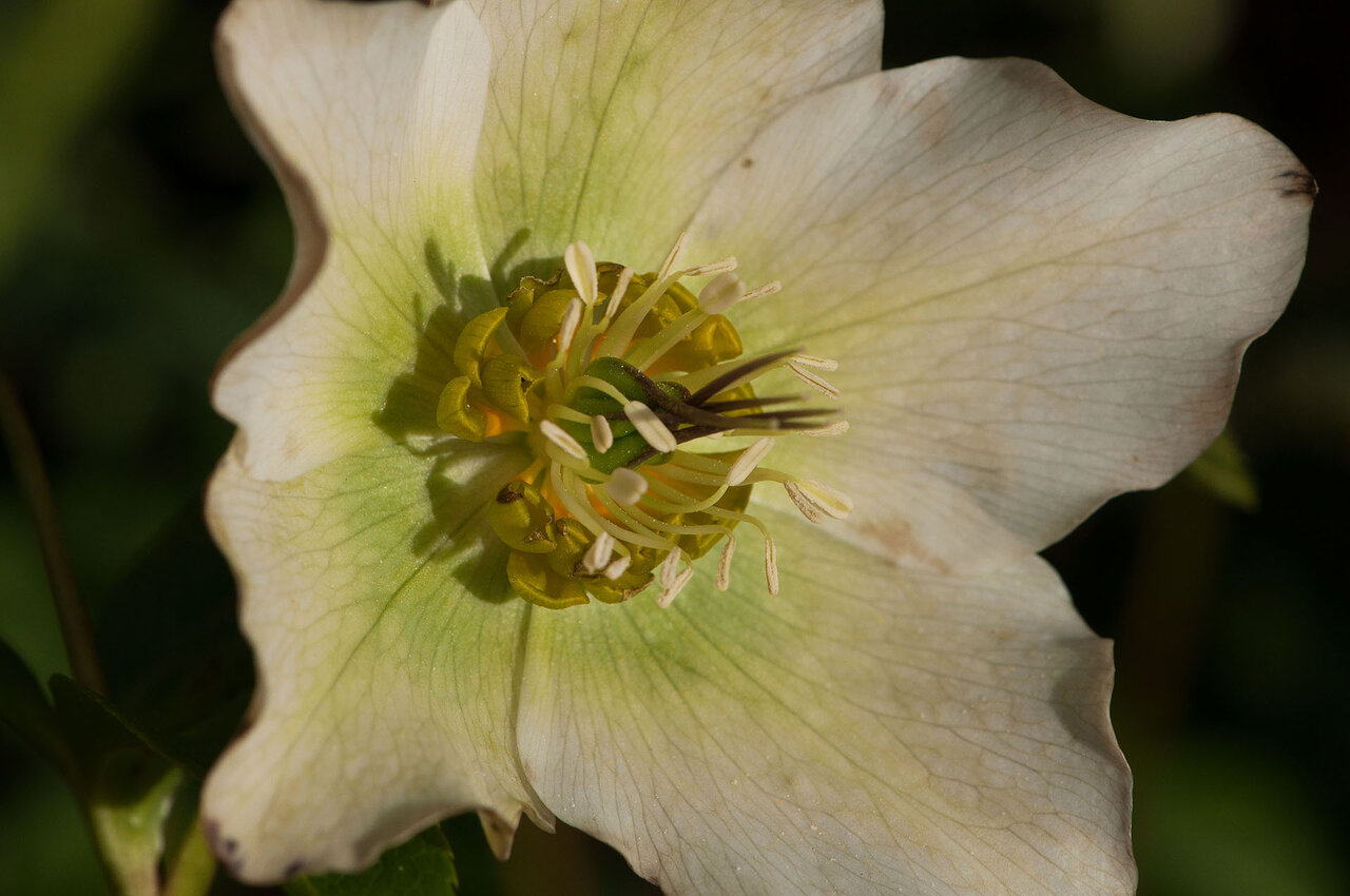 Christrose komp.jpg