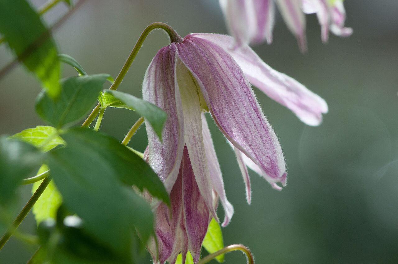 Clematis komp.jpg