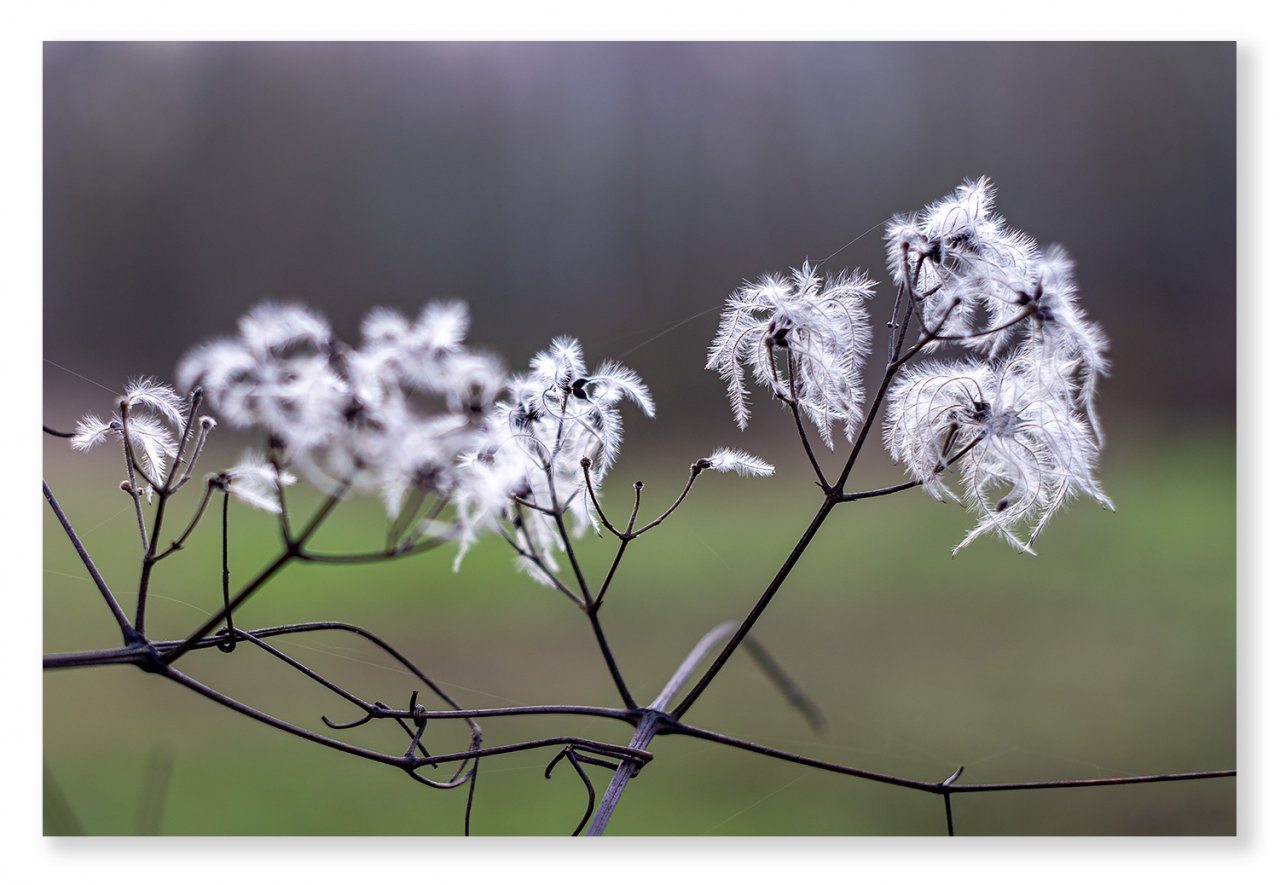 Clematis-vitalba-3-1400px.jpg
