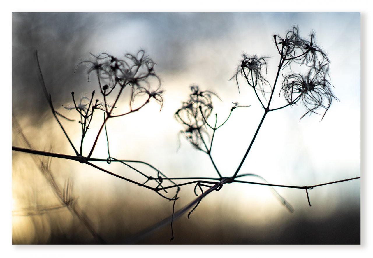 Clematis-vitalba-3a-1400px.jpg