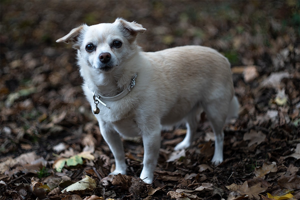 Coco-15-11-20-13-1.jpg