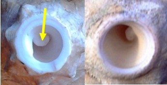 conchvergleich.jpg