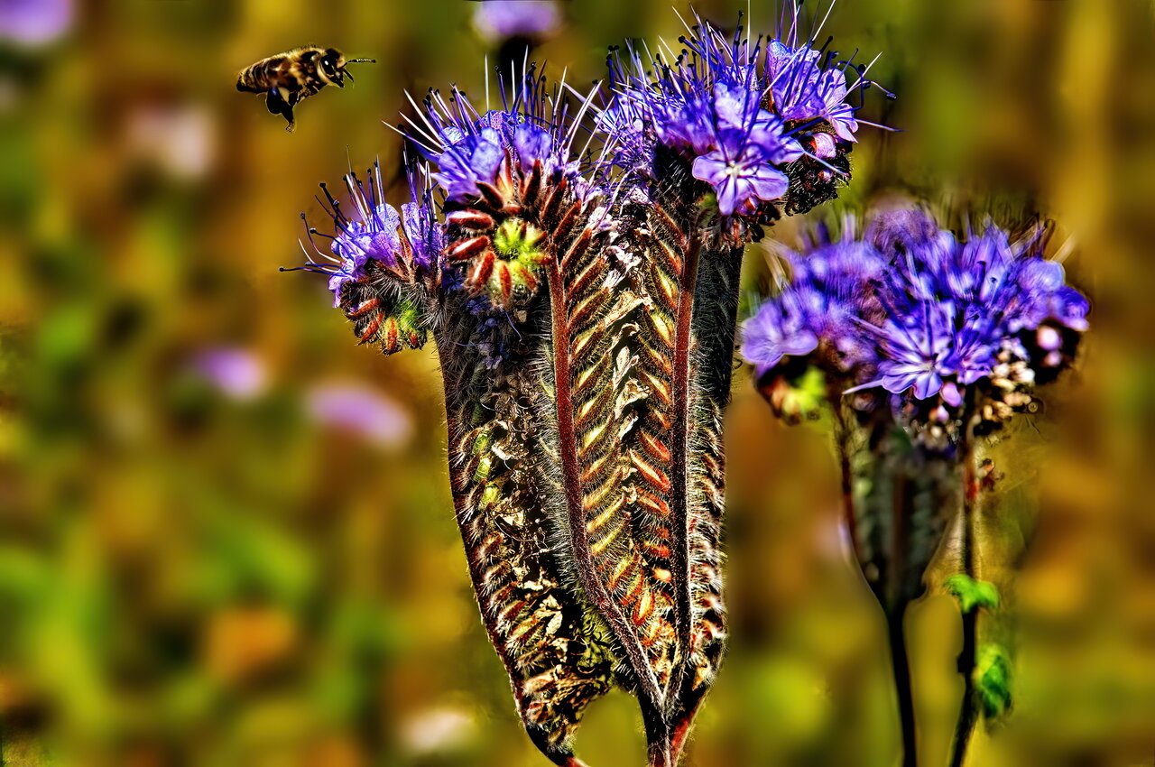 D2X_2802b--Motion.jpg