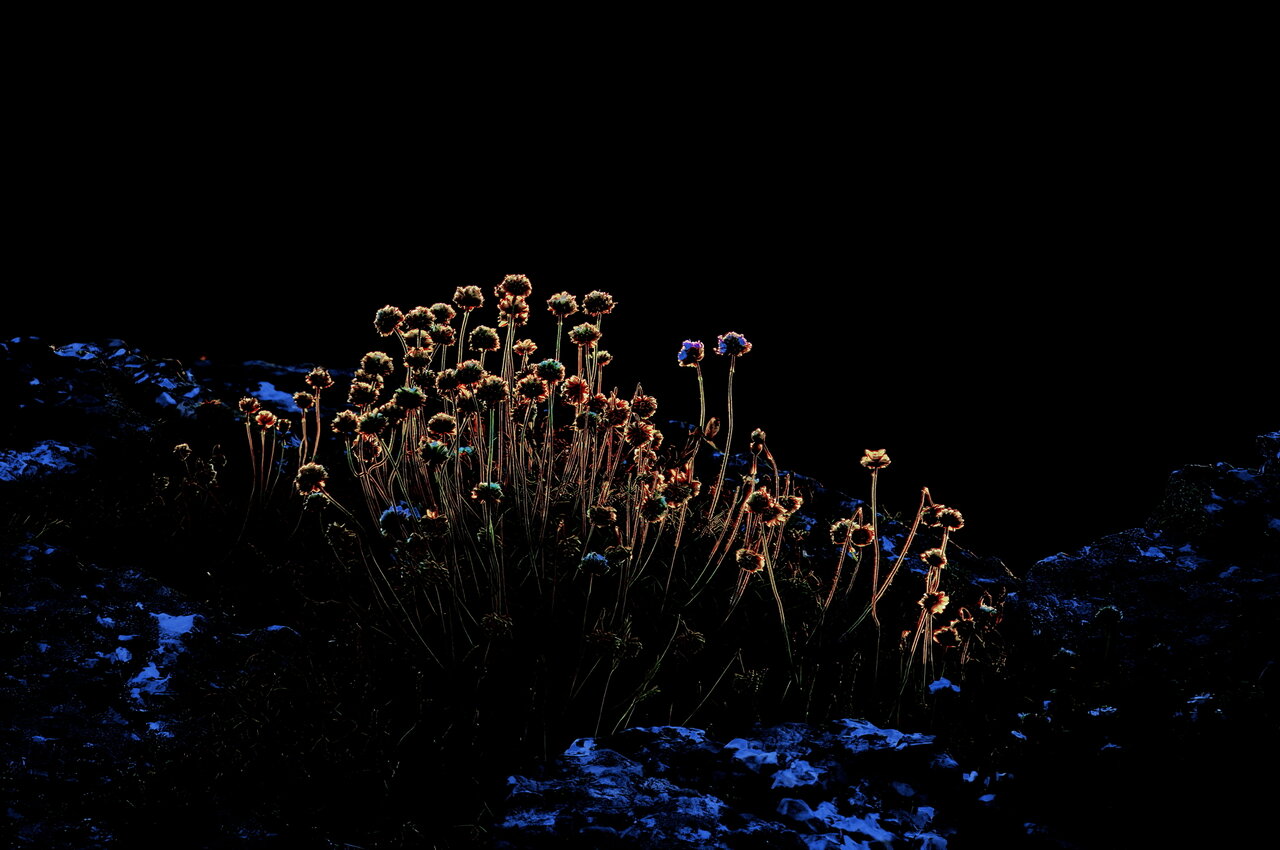 D2X_2882--.jpg