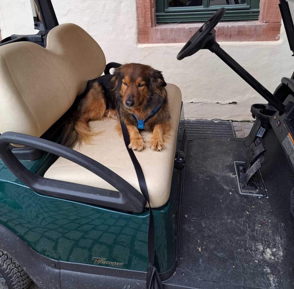 Der Golf-Profi.jpg