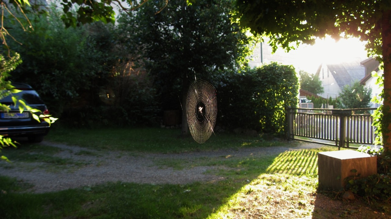 Die Spinne (1).jpg
