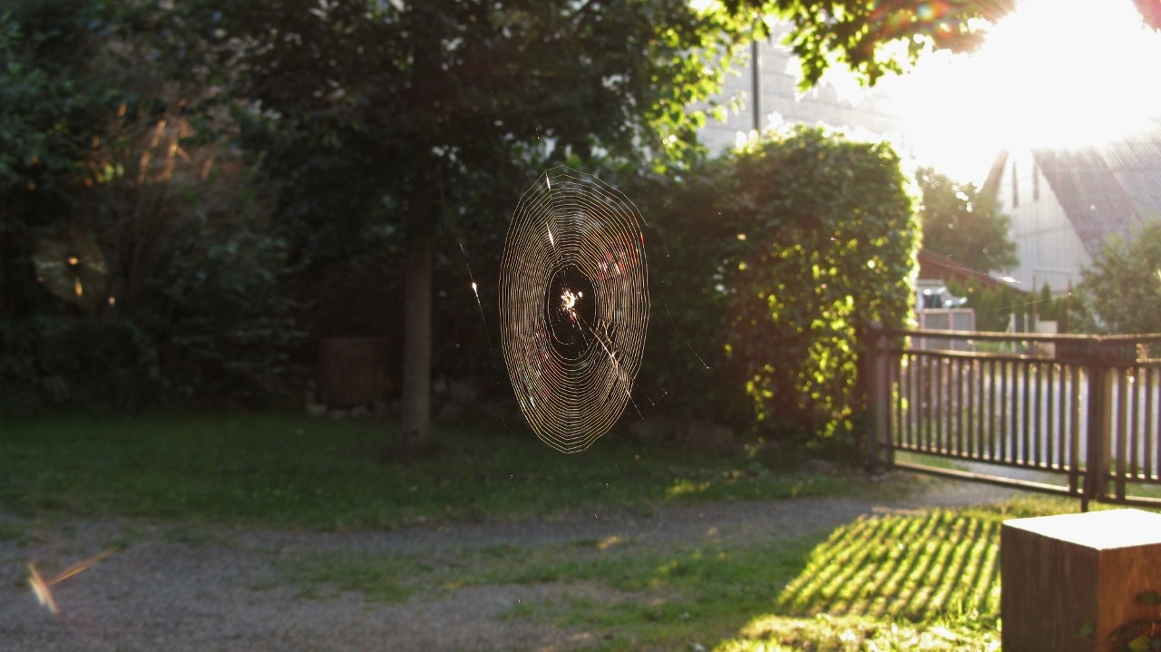 Die Spinne (2).jpg