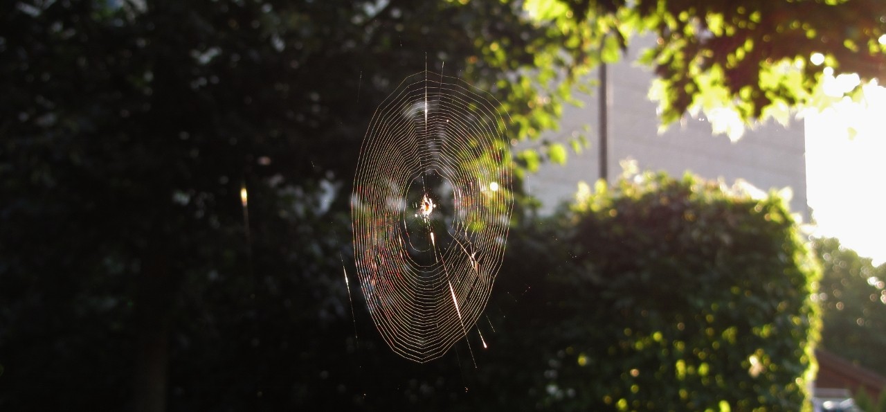 Die Spinne (3).jpg