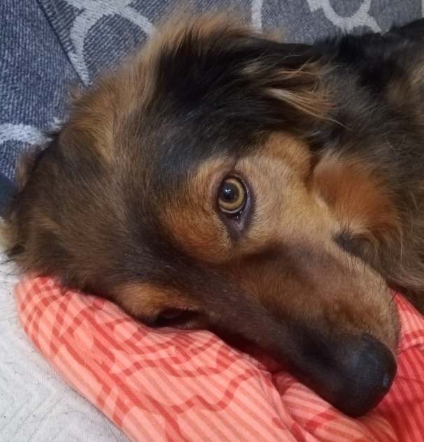 Dobby_auf_Kissen.jpg