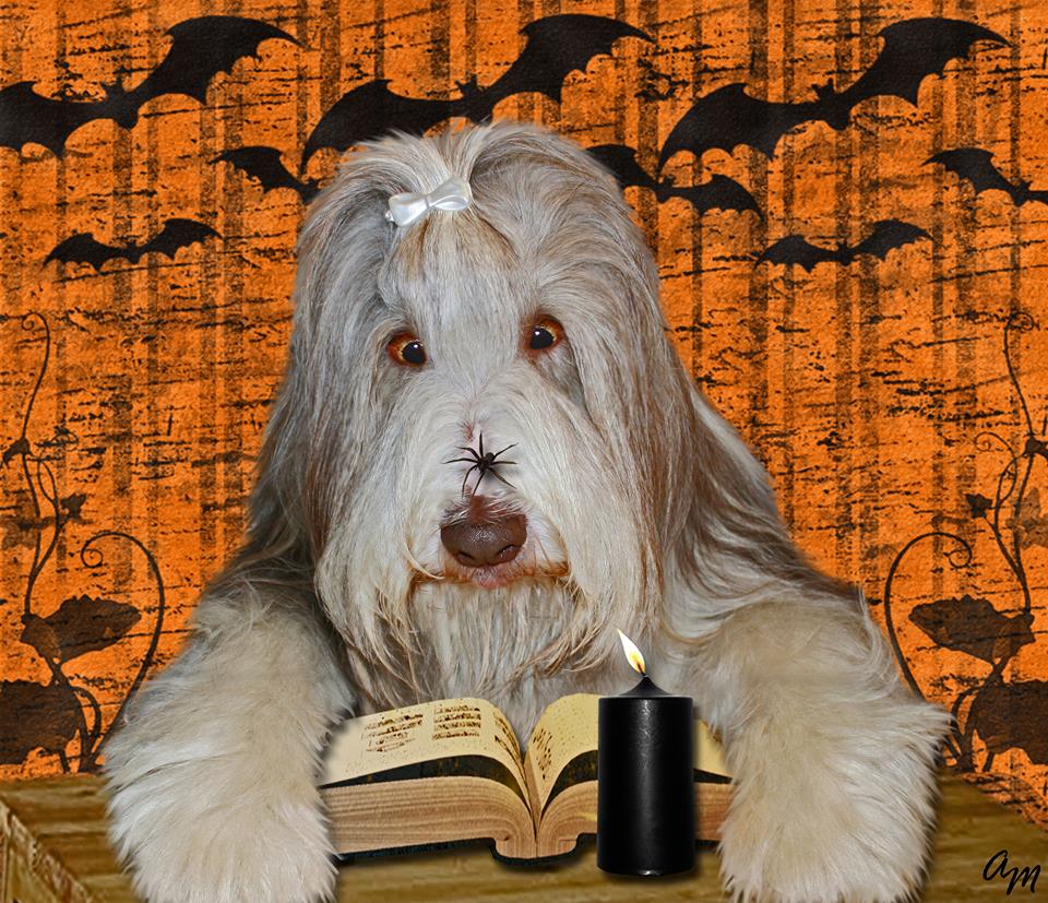 dog_halloween.jpg
