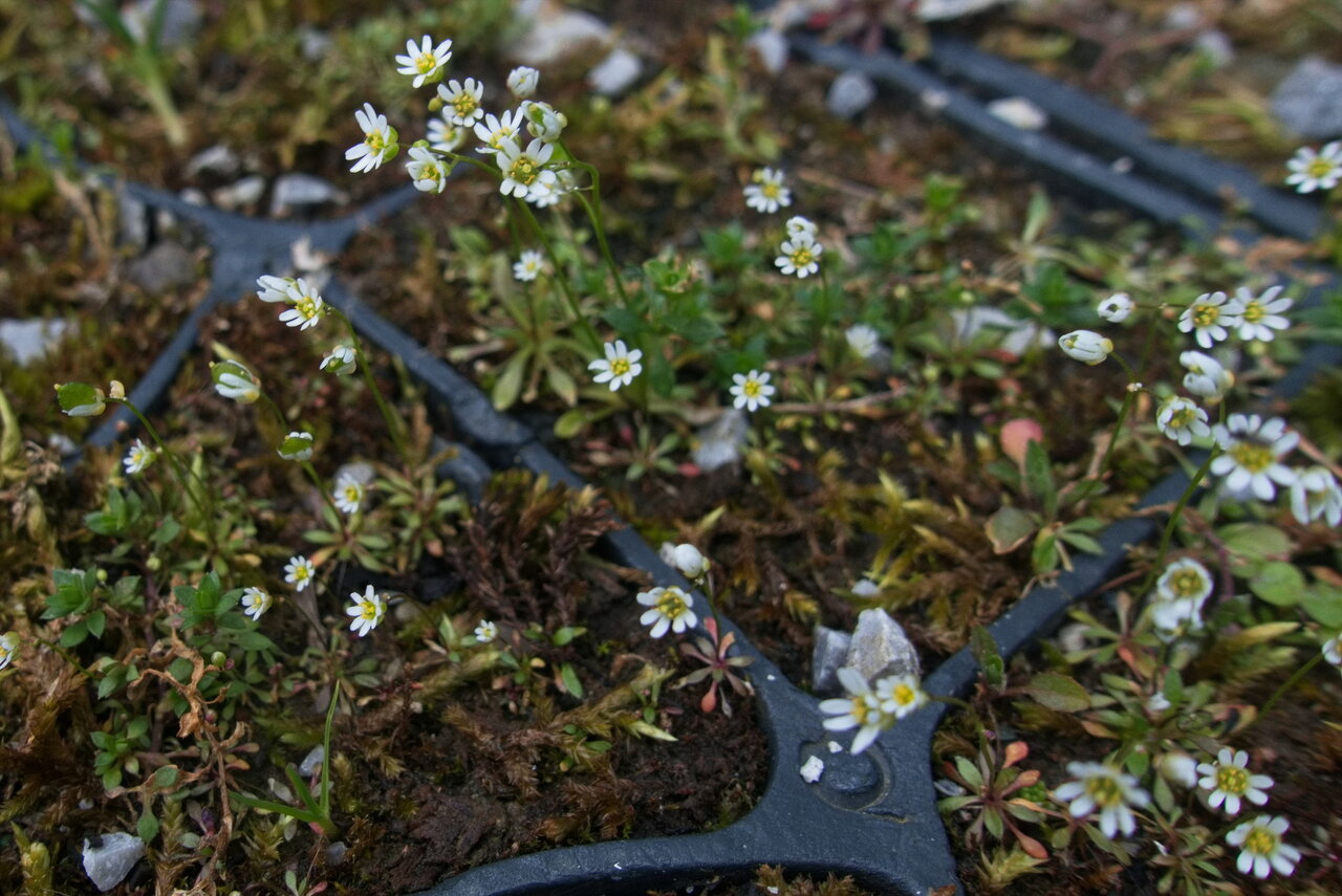 draba verna.jpg