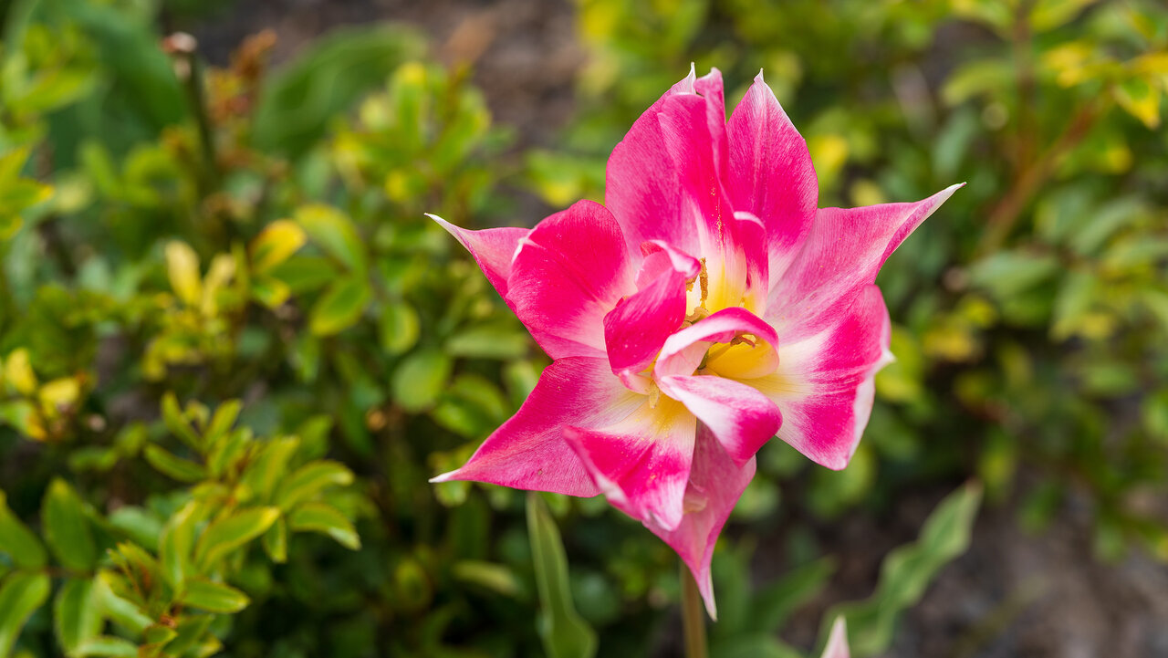 DSC00245c.jpg