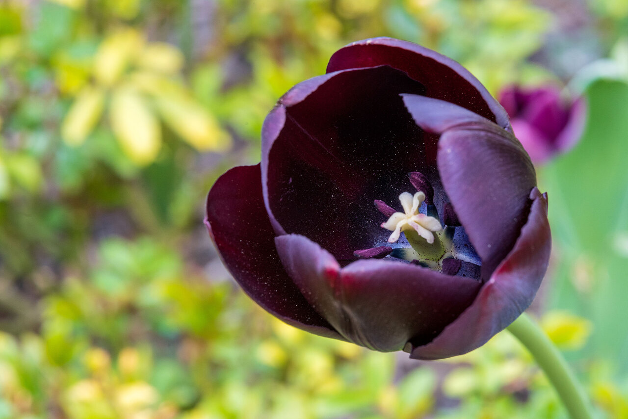 DSC00248c.jpg