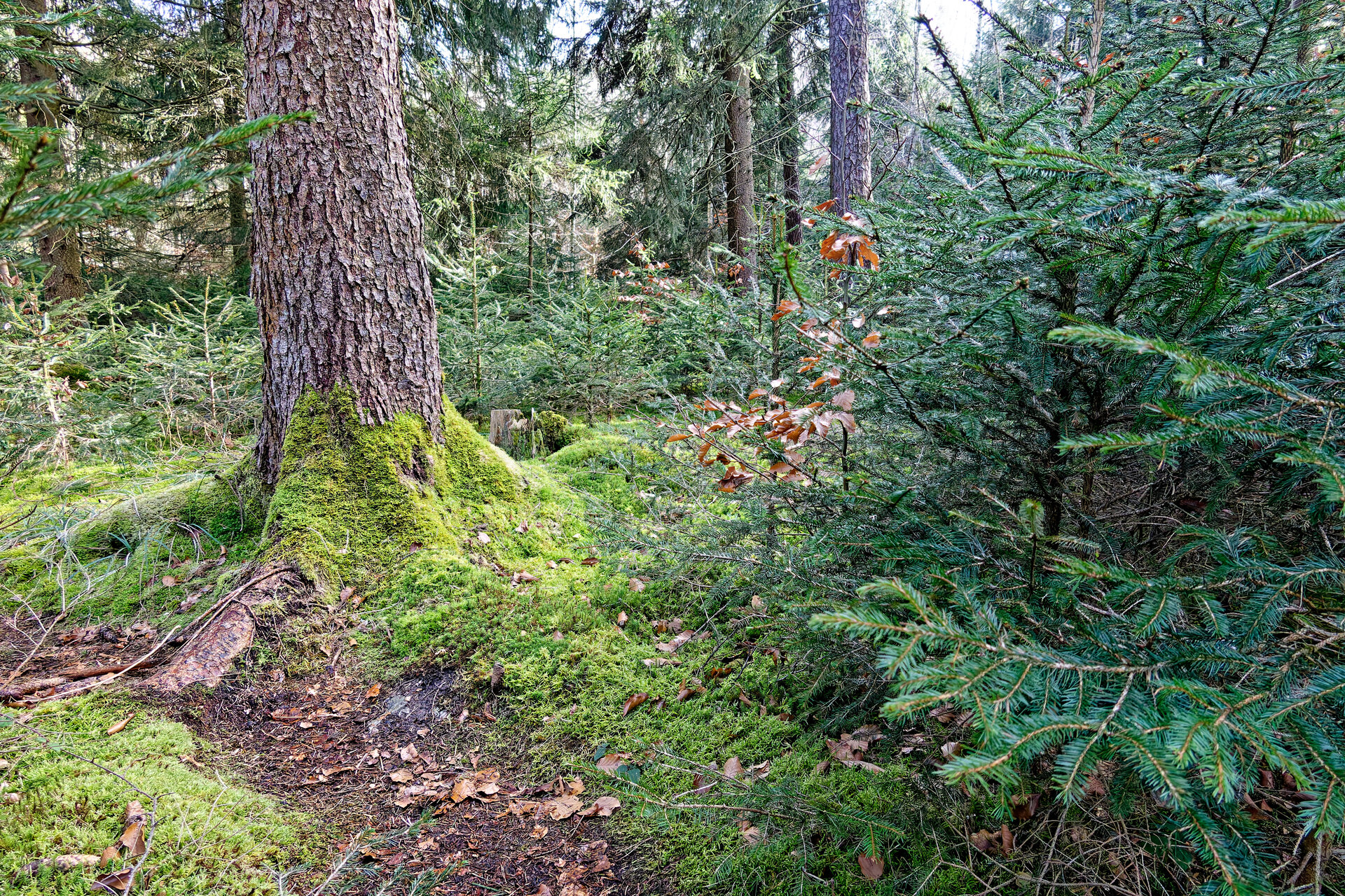 DSC02331_DxO.jpg