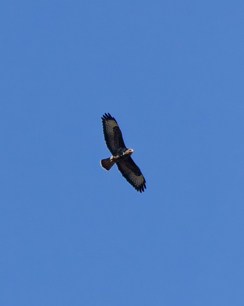 DSC02455_DxO.jpg