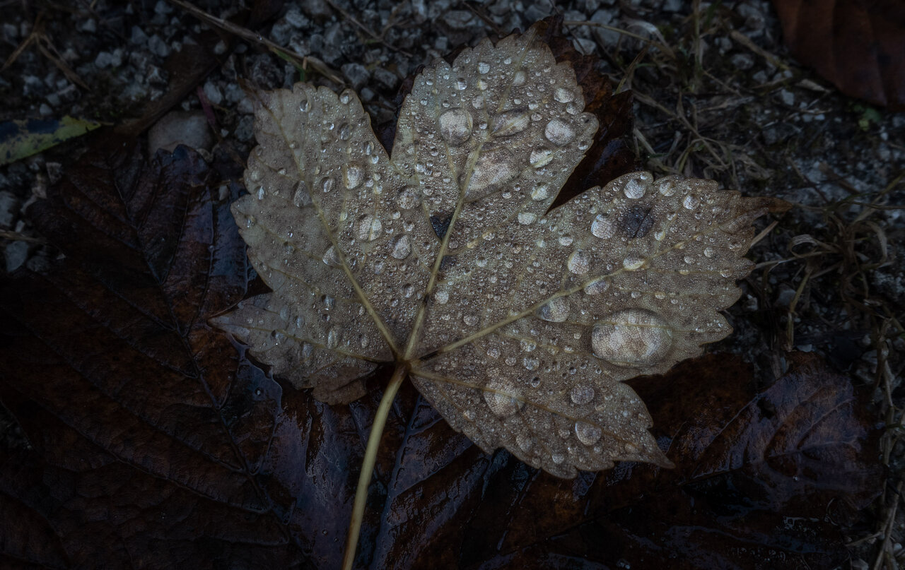 DSC02695.jpg