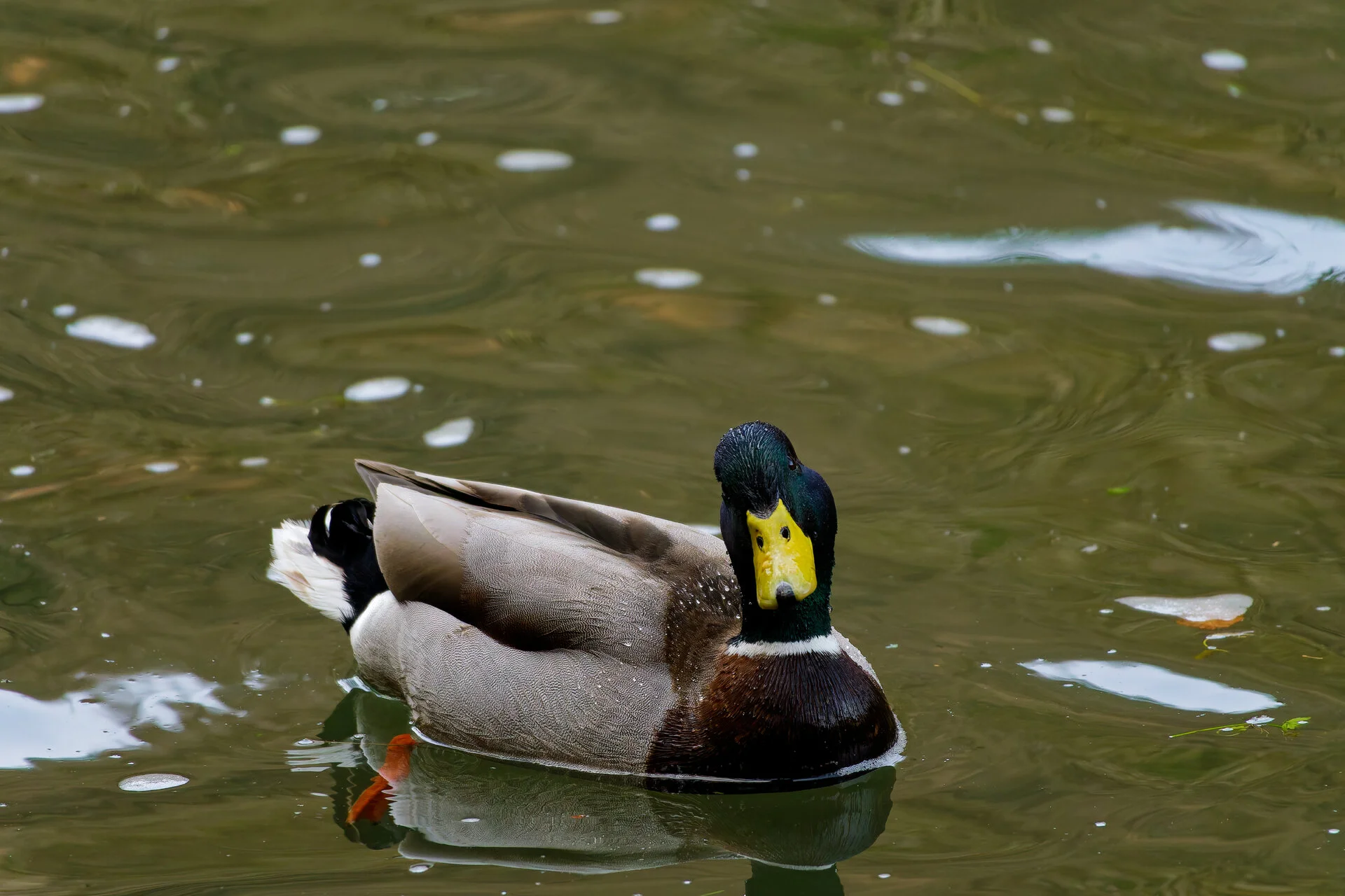 DSC03157_DxOAlpha.webp