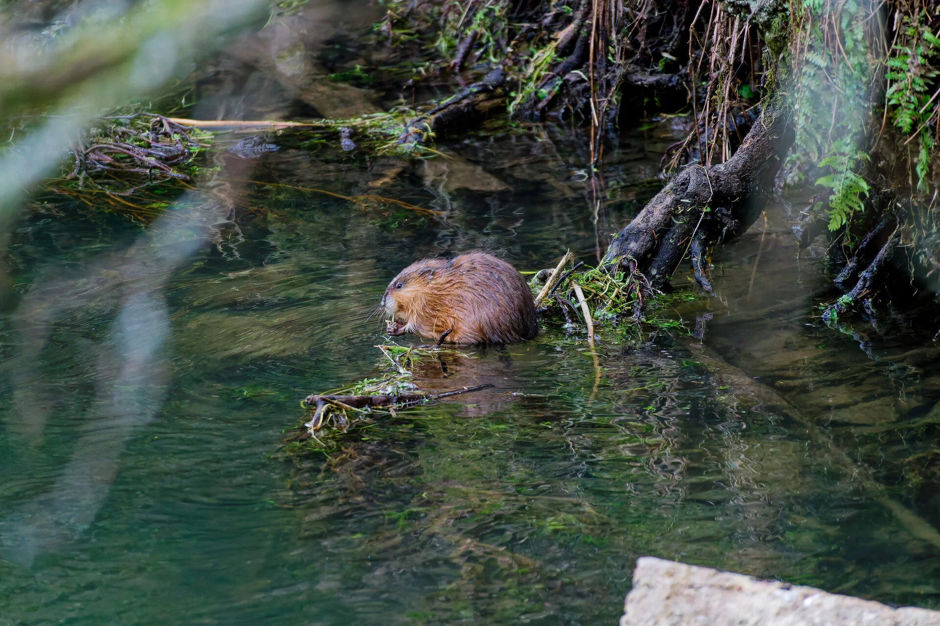 DSC03177_DxOAlpha.webp