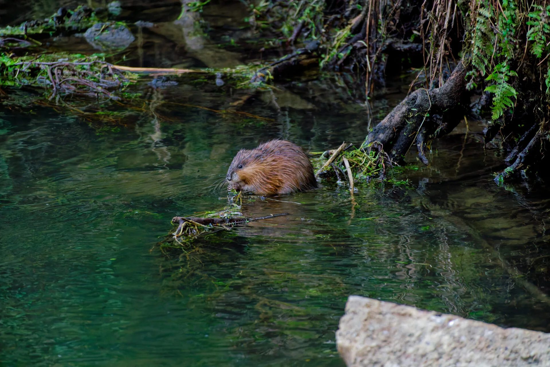 DSC03189_DxOAlpha.webp
