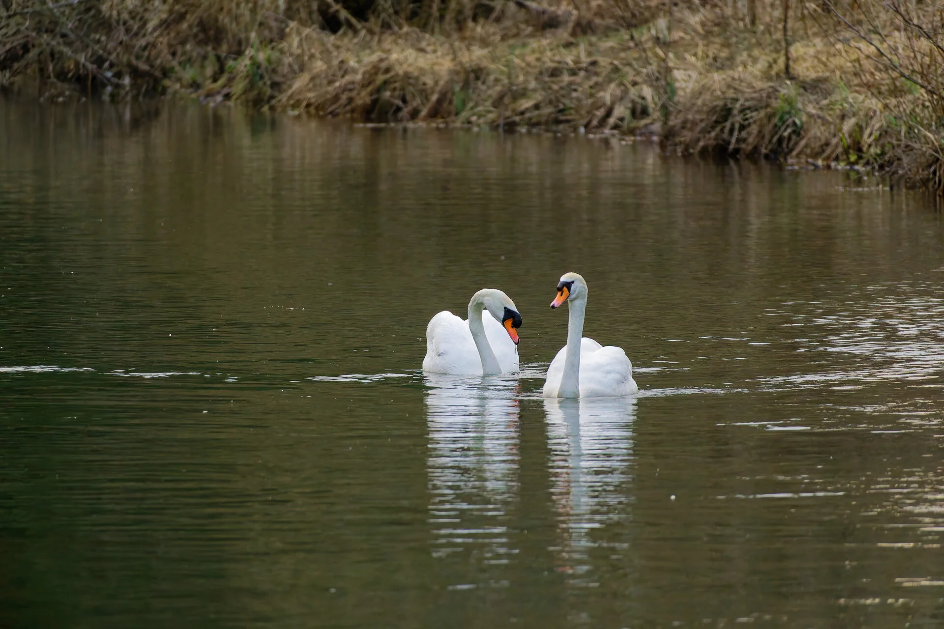 DSC03233_DxOAlpha.webp