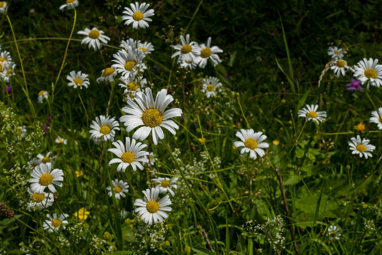 DSC04305.jpg